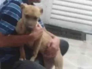 Cachorro raça dog idade 5 anos nome ester 