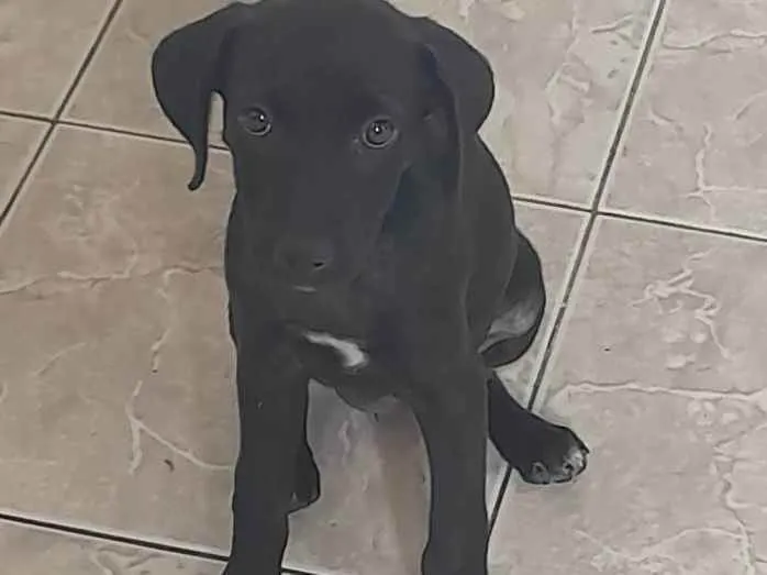 Cachorro ra a Não definida idade 2 a 6 meses nome Moly