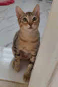 Zangado