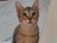 Zangado