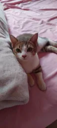 Lady