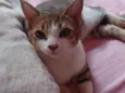 Lady