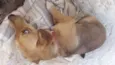 Bela