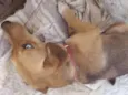 Bela