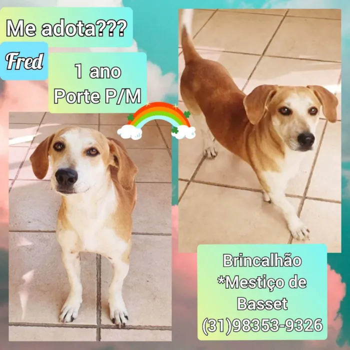 Cachorro raça SRD idade 1 ano nome Fred