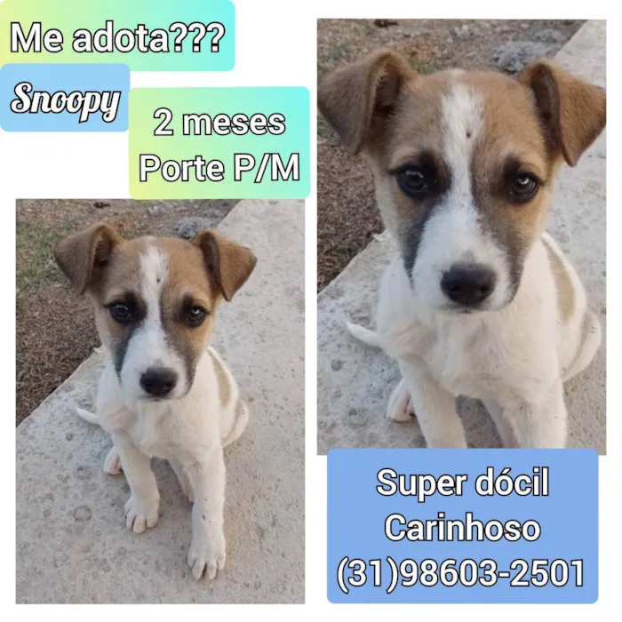 Cachorro raça SRD idade 2 a 6 meses nome Snoopy