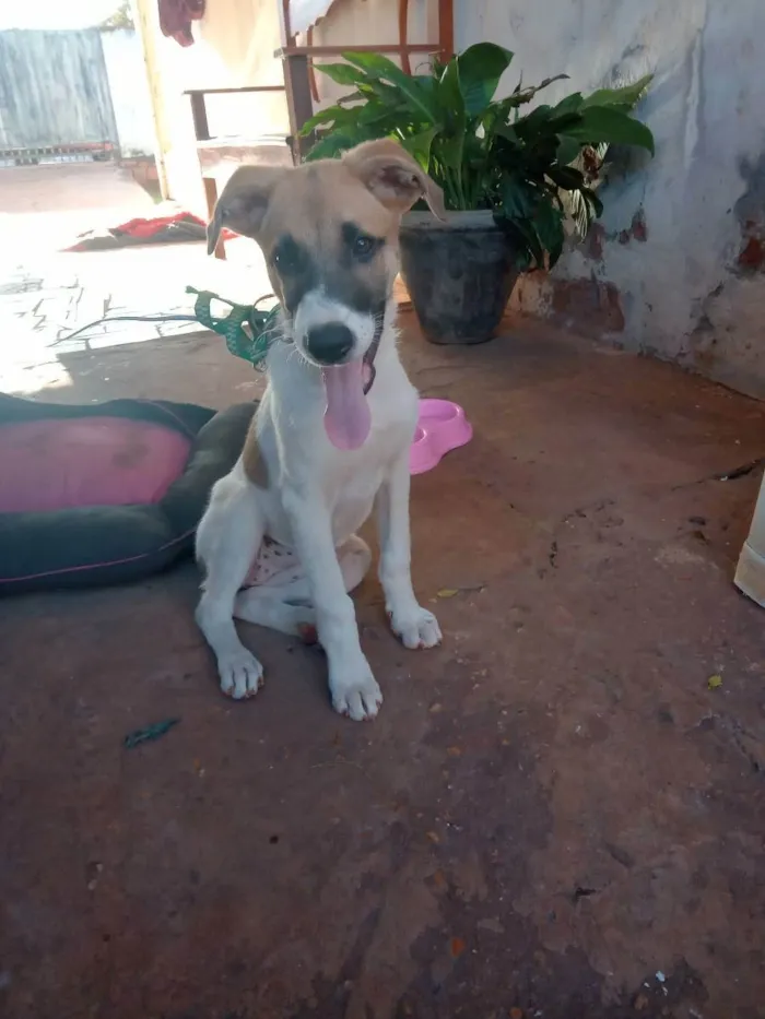 Cachorro ra a Labradora/Pastor Alemão/Vira-l idade 2 a 6 meses nome Pandora