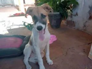 Cachorro raça Labradora/Pastor Alemão/Vira-l idade 2 a 6 meses nome Pandora