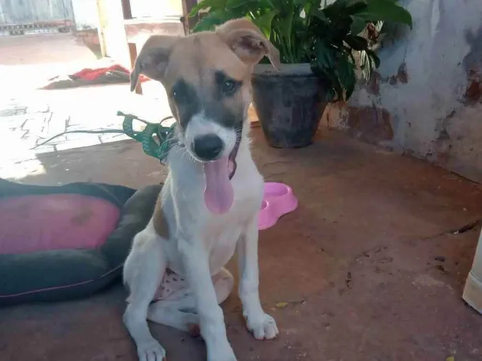 Cachorro ra a Labradora/Pastor Alemão/Vira-l idade 2 a 6 meses nome Pandora