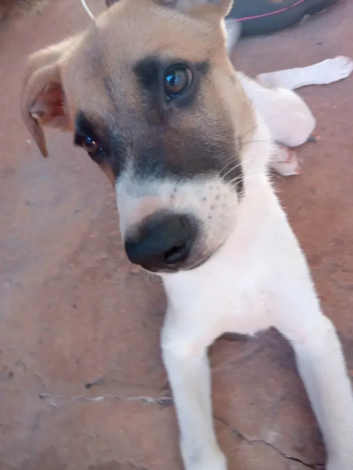 Cachorro ra a Labradora/Pastor Alemão/Vira-l idade 2 a 6 meses nome Pandora