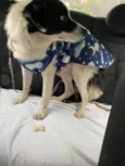 Pirata 