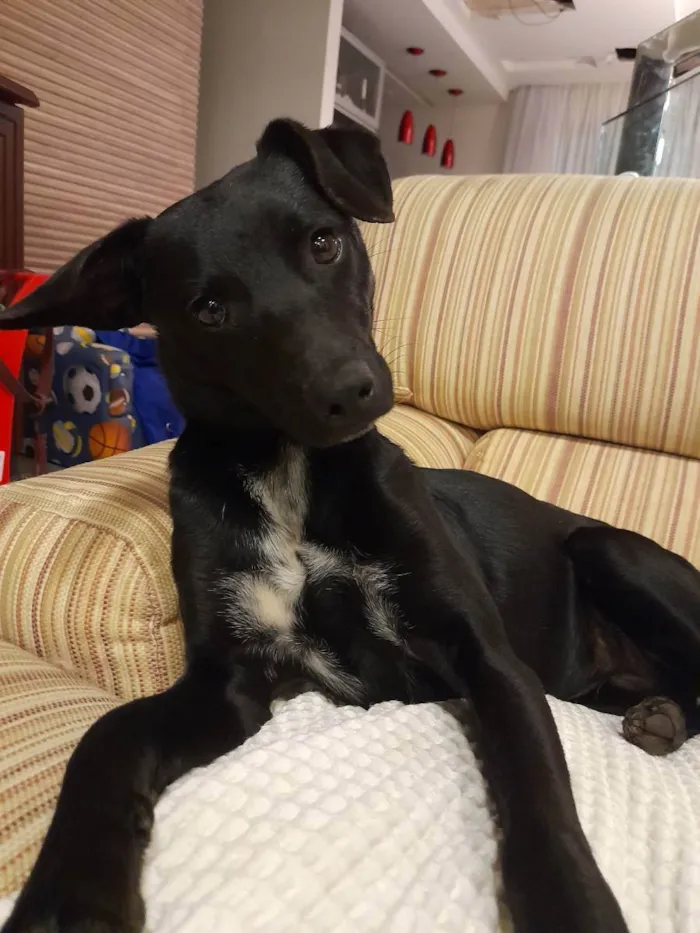 Cachorro ra a SRD idade 7 a 11 meses nome Nala