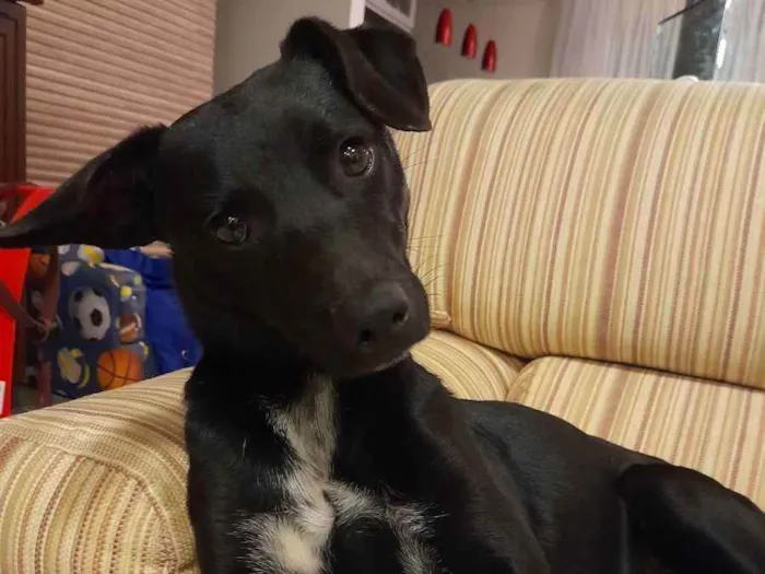 Cachorro ra a SRD idade 7 a 11 meses nome Nala