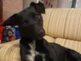 Nala