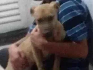 Cachorro raça dog idade 1 ano nome ester