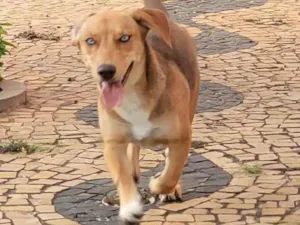 Cachorro raça Sem raça definida idade  nome Bela