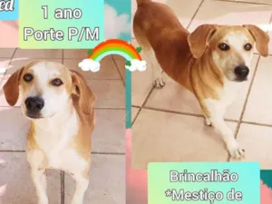Cachorro raça SRD idade 1 ano nome Fred