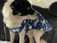 Pirata