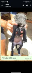 Vários babys