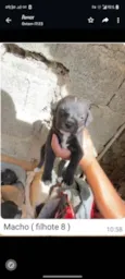 Vários babys