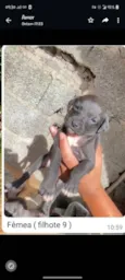 Vários babys