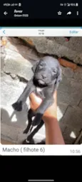 Vários babys
