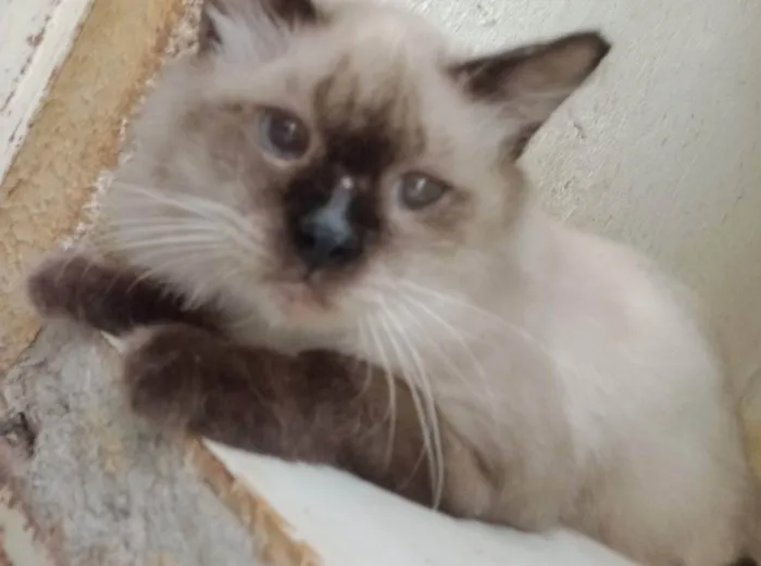 Gato ra a Siames idade 5 anos nome Bolinha