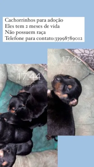 Cachorro raça Vira lata  idade 2 a 6 meses nome Não tem nome 