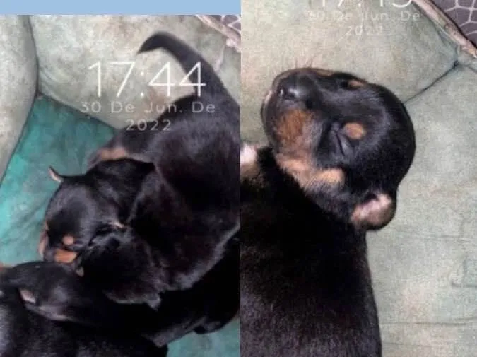 Cachorro raça Vira lata  idade 2 a 6 meses nome Não tem nome 