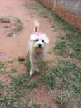 Cachorro raça srd idade 7 a 11 meses nome Kiara