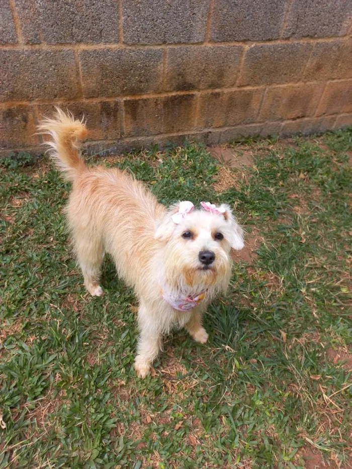 Cachorro raça srd idade 7 a 11 meses nome Kiara