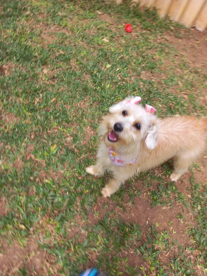 Cachorro raça srd idade 7 a 11 meses nome Kiara