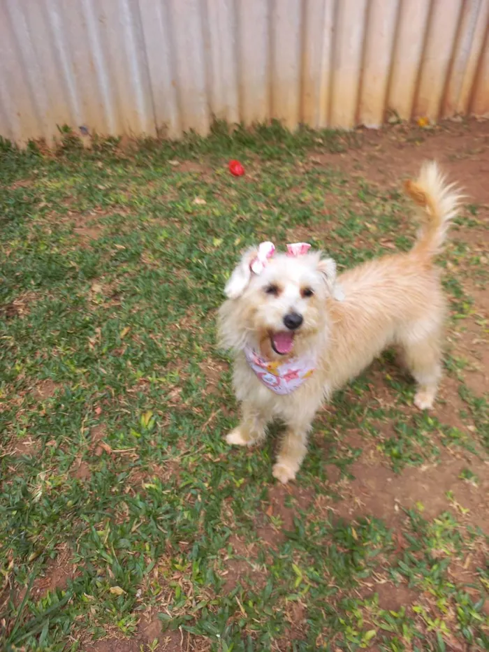 Cachorro raça srd idade 7 a 11 meses nome Kiara