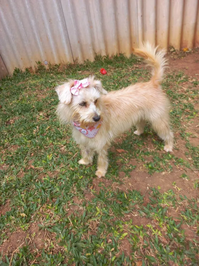 Cachorro raça srd idade 7 a 11 meses nome Kiara