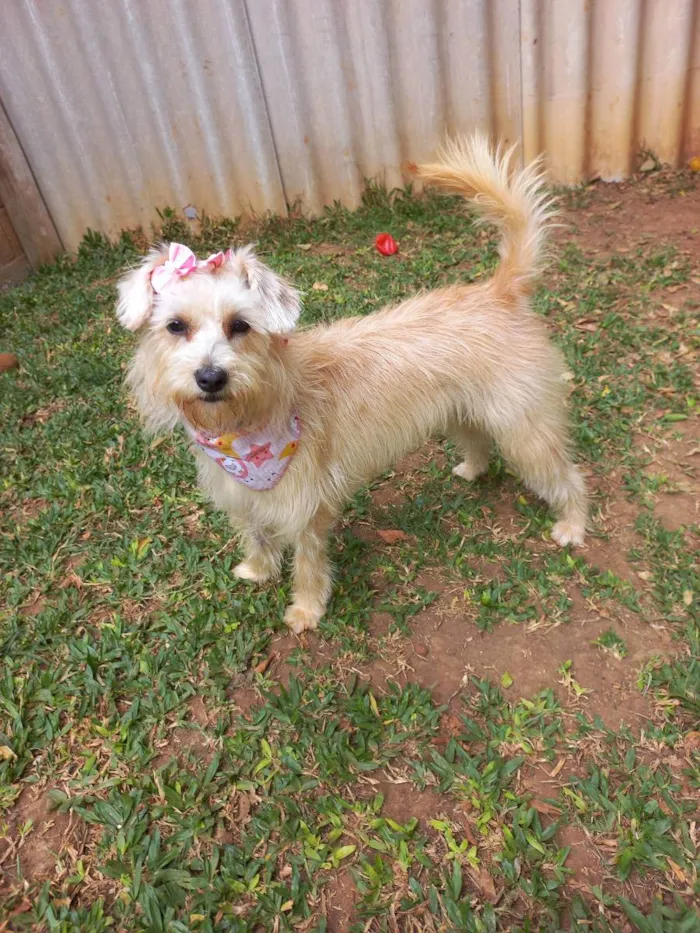 Cachorro raça srd idade 7 a 11 meses nome Kiara