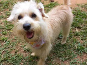 Cachorro raça srd idade 7 a 11 meses nome Kiara
