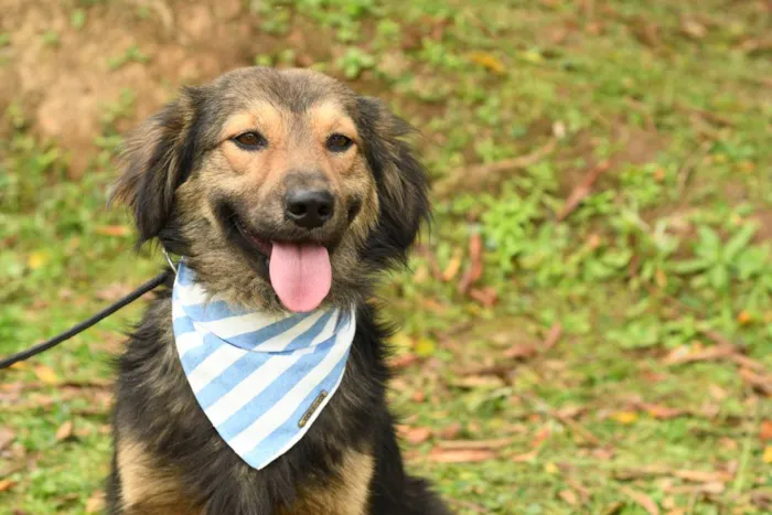 Cachorro raça srd idade 2 anos nome kelvin