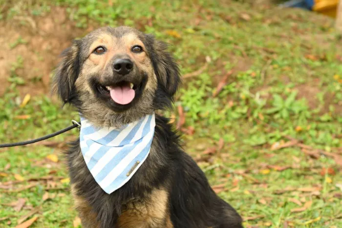 Cachorro raça srd idade 2 anos nome kelvin