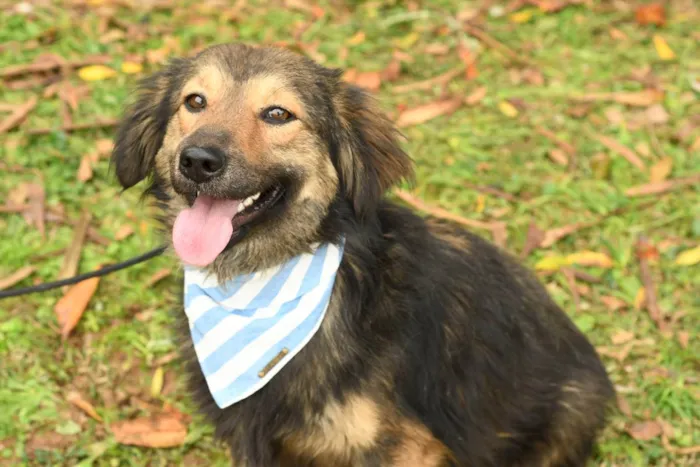 Cachorro raça srd idade 2 anos nome kelvin