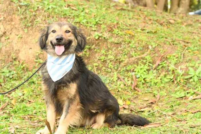 Cachorro raça srd idade 2 anos nome kelvin