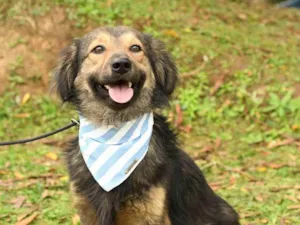 Cachorro raça srd idade 2 anos nome kelvin