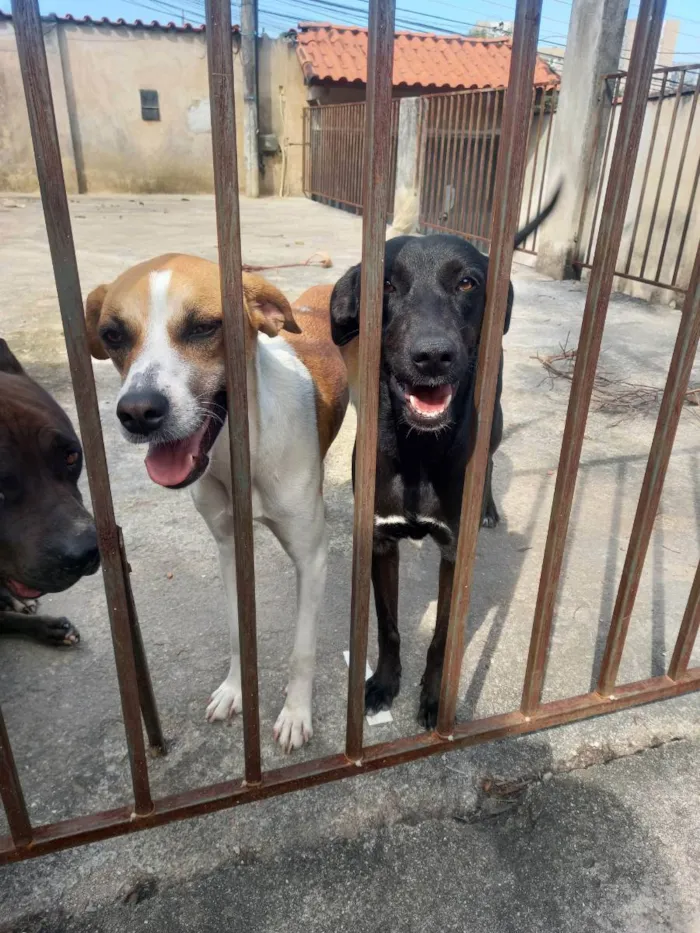 Cachorro ra a Vira lata idade 1 ano nome Lilian e cloe