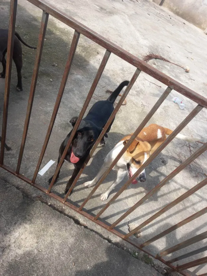 Cachorro ra a Vira lata idade 1 ano nome Lilian e cloe