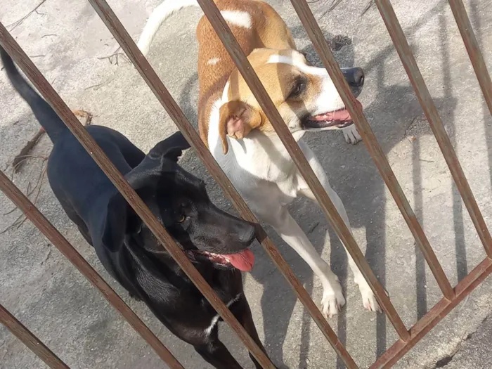 Cachorro ra a Vira lata idade 1 ano nome Lilian e cloe