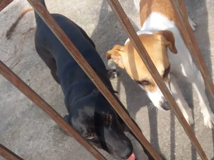 Cachorro ra a Vira lata idade 1 ano nome Lilian e cloe