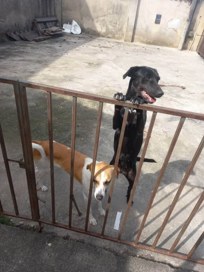 Cachorro ra a Vira lata idade 1 ano nome Lilian e cloe