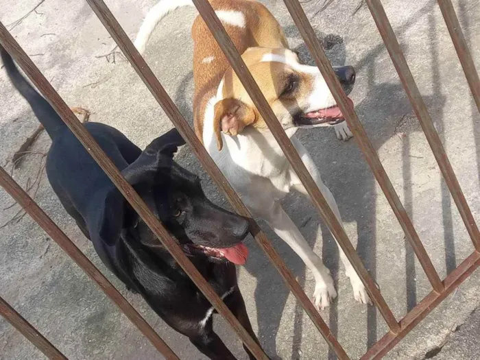 Cachorro ra a Vira lata idade 1 ano nome Lilian e cloe