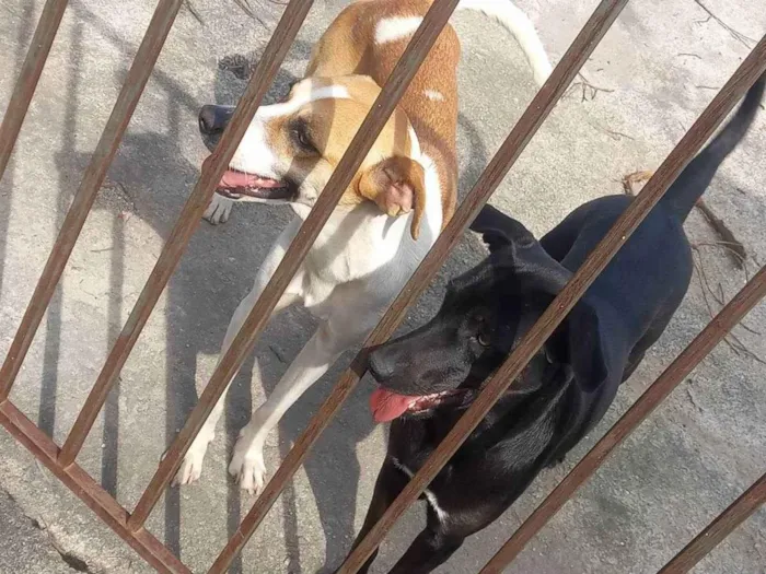 Cachorro ra a Vira lata idade 1 ano nome Lilian e cloe