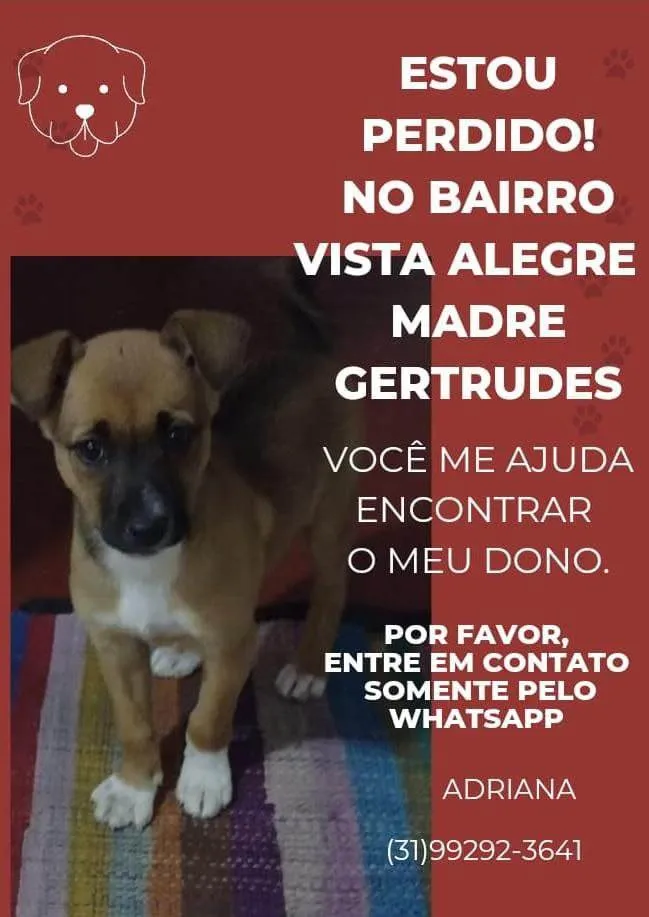 Cachorro raça SRD idade 2 a 6 meses nome Ervilha 