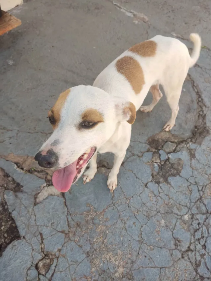 Cachorro ra a Sem raça definida  idade 2 anos nome Maik 